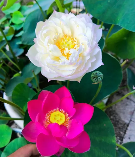 Vista 8 de Color mezclado Bonsai Bowl Lotus Water Lily Semillas (30 PCS)
