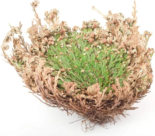 Vista 2 de Flor milagrosa de Jericó, la planta de resurrección, paquete de 2 Natural Farms