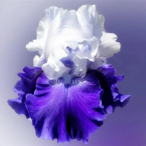 Vista 9 de 35 semillas de iris raras de colores mixtos, colores impresionantes para tu jardín, variedades poco comunes