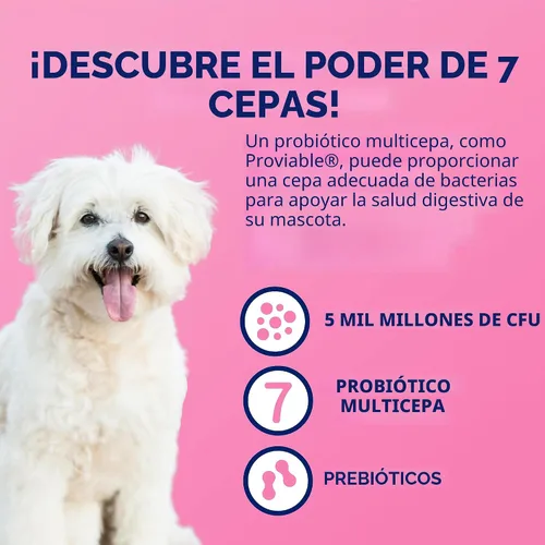 Vista 5 de Nutramax Proviable Probióticos para Perros y Gatos, Suplemento Diario para la Salud Digestiva con Múltiples Cepas de Bacterias, Probióticos