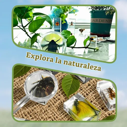 Vista 5 de Specimen de Insecto en Resina, Colección Educativa Científica de 12 Piezas, Exhibición para Aula de Ciencias en Preescolar, Specimens Reales