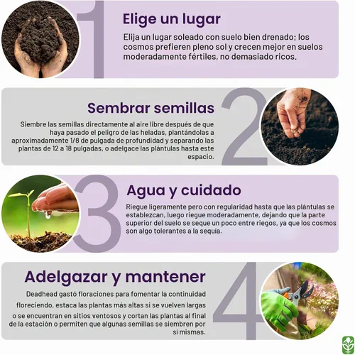 Vista 5 de Red Crest Cosmos - Larga temporada de floración