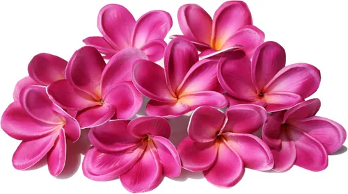 Vista 10 de 10 flores artificiales de plumeria con tallo, albaricoque