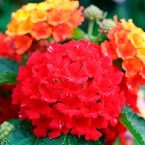 Vista 5 de Paquete de 4 plantas perennes de Lantana vivas de rápido crecimiento para jardín o contenedores, 4-8 pulgadas de alto, flores rojas brillantes