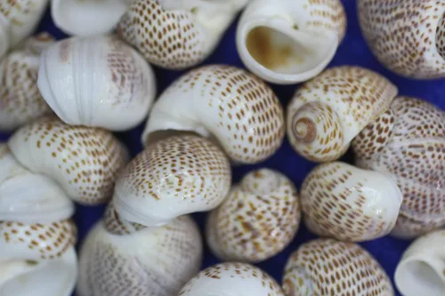 Vista 7 de Conchas marinas Natica Tigerina para cualquier proyecto de manualidades. Se venden en paquetes de 50 ~ Pequeñas, estampadas por la naturaleza y un