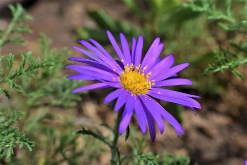 Vista 5 de Semillas de flores de margaritas Tahoka para plantar, más de 1000 semillas de flores por paquete, semillas de jardín de Isla, semillas sin OMG