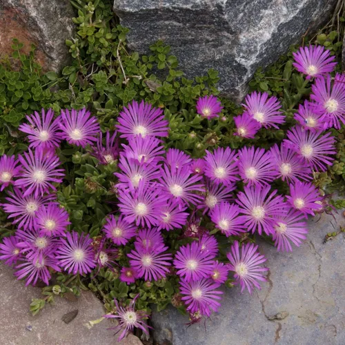 Vista 7 de Outsidepride 100 semillas perennes Delosperma Cooperi Ice Plant Table Mountain Ground Cover Seeds para plantar