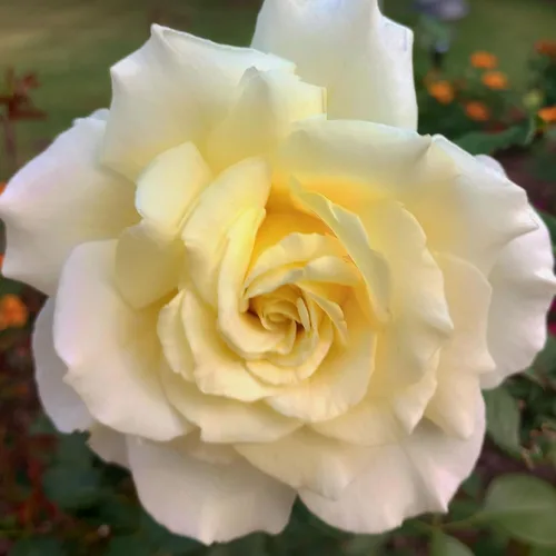 Vista 17 de Heirloom Roses Rose Bush - Easter Basket™ Planta amarilla viva para plantar al aire libre