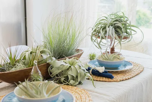 Vista 6 de Paquete de 6 bolsas de agarre para plantas de aire pequeñas y medianas - Paquete de fertilizantes - Venta al por mayor - a granel - Tillandsia vivo