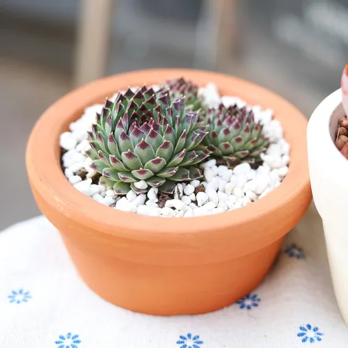 Vista 3 de Sempervivum Calcareum - Maceta de arcilla de 2 pulgadas + maceta de arcilla – Planta suculenta saludable Sempervivum Live de fácil cuidado