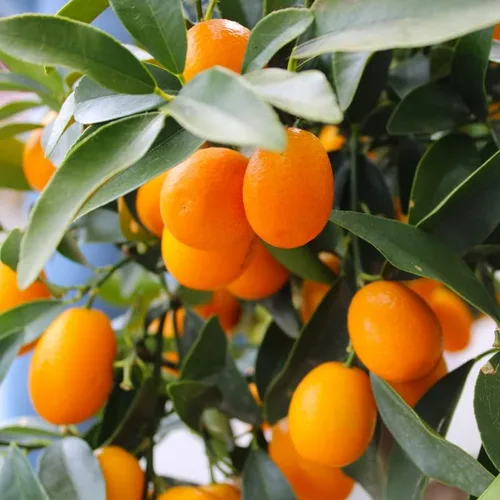 Vista 4 de 10 semillas de nagami kumquat semillas de árboles frutales cítricos