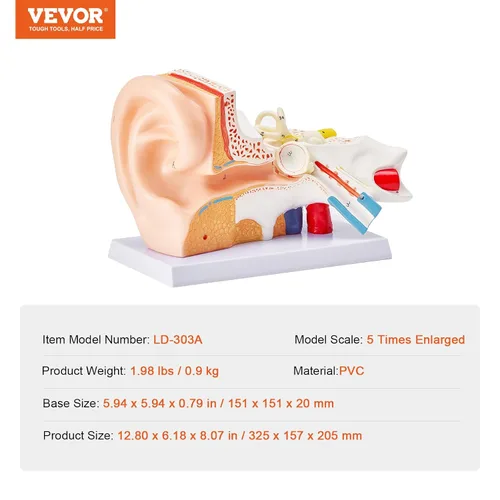 Vista 7 de VEVOR Modelo de anatomía de oído humano, modelo de oreja humana ampliada 5 veces, modelo de oreja anatómica de plástico PVC para educación, anatomía