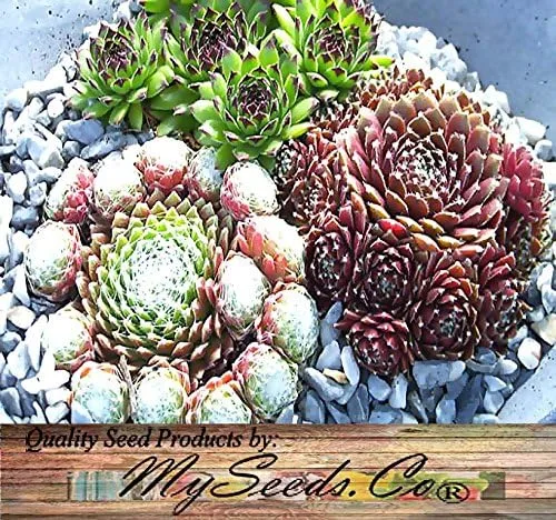 Vista 5 de Big Pack by MySeeds.Co