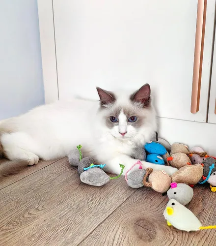 Vista 4 de Fashion's Talk Juguete de Ratones para Gatos Paquete de 18 Juguetes de Ratones de Felpa Rellenos de Hierba Gatera para Gatos de Interior - Diseño