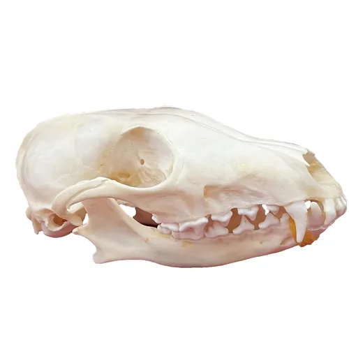 Vista 8 de Calaveras de animales reales en taxidermia, espécimen de huesos reales, suministros de taxidermia para educación científica, regalo especial