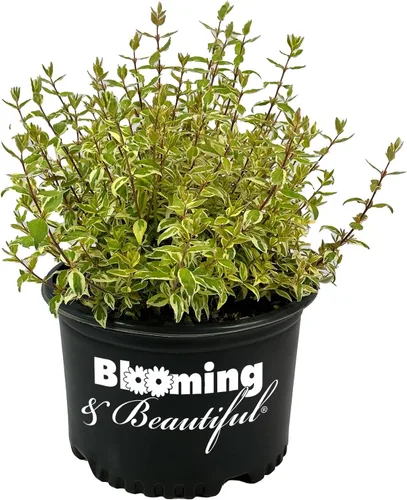 Vista 6 de Blooming & Beautiful Confeti Abelia, 3 galones Arbusto de hoja perenne compacto - Follaje verde y crema abigarrado - Planta de paisaje vivo al