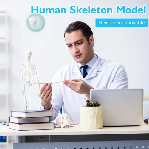 Vista 4 de Modelo de torso de anatomía humana – Juegos de 3 modelos de corazón, torso y esqueleto humano, herramientas educativas para estudiantes