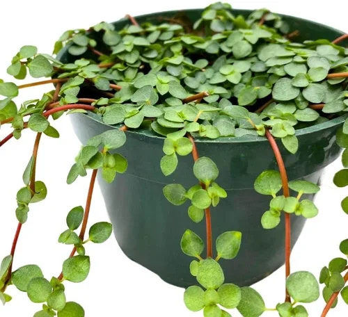 Vista 3 de BubbleBlooms Pilea depressa Lágrimas de bebé en maceta de 4 pulgadas