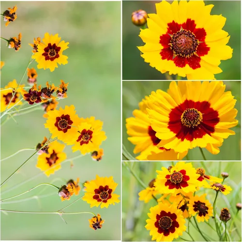Vista 2 de Seed Needs Coreopsis Plains - Semillas para plantar flores amarillas al aire libre, 1 paquete