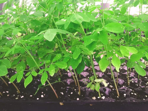 Vista 3 de 10 plantas vivas Moringa oleifera Tamaño de planta viva de hasta 10" a 15" 00