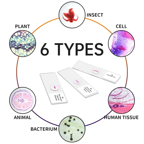 Vista 3 de Diapositivas preparadas del microscopio con las muestras 100Pcs para la ciencia de los estudiantes de los niños Animal Plant Insect Specimens