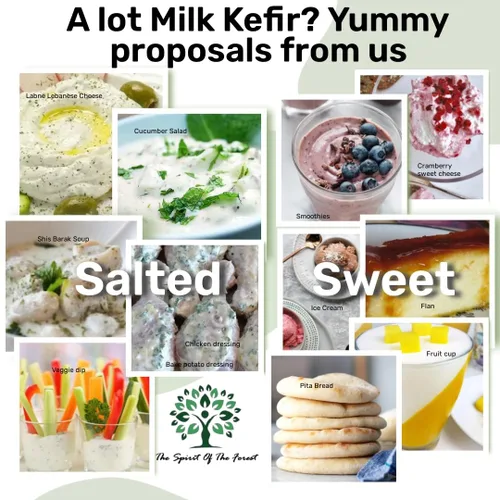 Vista 4 de 1 juego de cereales de kéfir de leche para iniciar, probiótico activo fresco y vivo comienza tu propio cultivo de kéfir en casa, Bulgaros de Leche