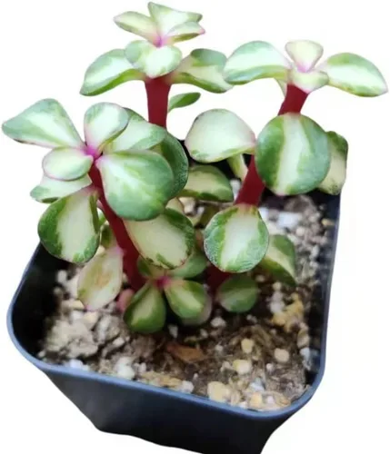 Vista 3 de Plantas suculentas vivas de USKC (Crassula de 2.5 pulgadas 'Spring time')
