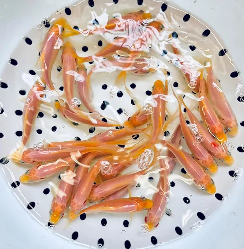 Vista 2 de Toledo Goldfish White Comet Goldfish, blanco sólido con salpicaduras de rojo, perfecto para estanques, acuarios o tanques, 3-4 pulgadas, 5