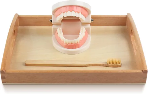 Vista 2 de Montessori Vida Práctica Modelo Dientes Y Tarjetas Juguetes De
