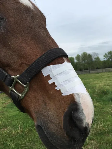 Vista 4 de Flair Tiras nasales equinas para caballos (negro, paquete de 6), tiras nasales adhesivas equinas y soporte, mejora la respiración para competición