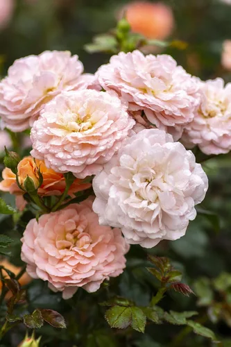 Vista 4 de Drift Roses - Rosa Apricot Drift (Rosa), flores de albaricoque dobles, #2 - Contenedor