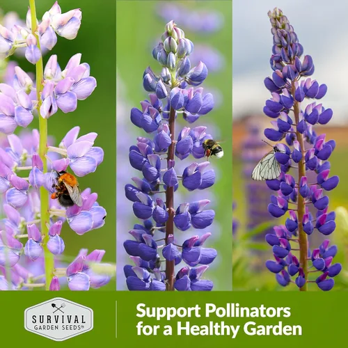 Vista 5 de Survival Garden Seeds Russell Lupine Mix Semillas para plantar, 1 paquete Mezcla de flores perennes, picos altos y coloridos, flores de jardín