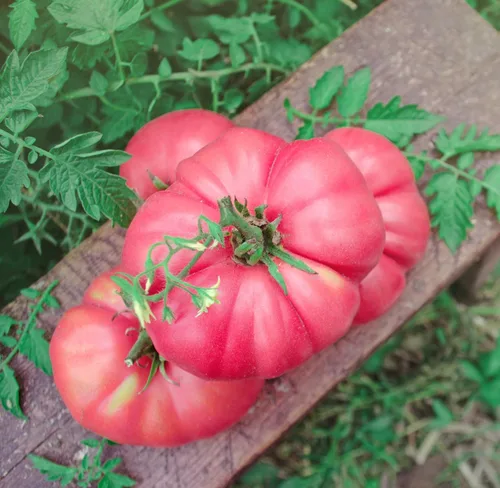Vista 2 de Semillas de tomate rosa Bogema para plantar aproximadamente 30 semillas para plantar sin OMG