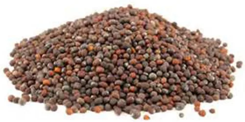 Vista 3 de Semillas de brócoli sin OMG para brotar brotes Microgreens (8oz de Pure Seed (40000+Semillas)). Marca Country Creek LLC.