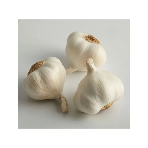Vista 3 de Bombillas Fresh Garlic enteras de 4 libras (2 bolsas de 2 libras) Producto de Estados Unidos