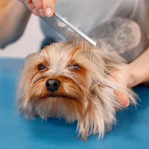 Vista 4 de Groomer Essentials Peine fino de 7.5 pulgadas