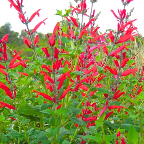 Vista 2 de 2 plantas vivas de salvia vibrante, plantas de salvia perennes fragantes vivas para plantación de primavera, plantación de verano, de 5 a 10