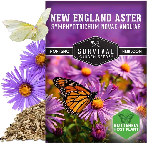 Vista 5 de Semillas de Jardín de Supervivencia - Semillas de Áster de Nueva Inglaterra para Plantar Flor Silvestre Perenne Púrpura Nativa Imán de Mariposas