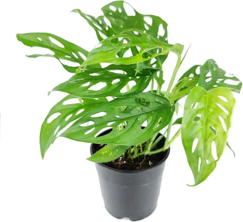 Vista 12 de Planta de goma burdeos (maceta de cultivo de 4 pulgadas) - Planta de interior saludable - Planta de interior de fácil cuidado