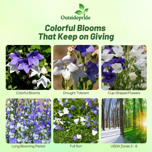 Vista 2 de Outsidepride Carpatica Mix - Semillas de campanilla para plantar, 5000 piezas de semillas de flores perennes que forman esteras con flores