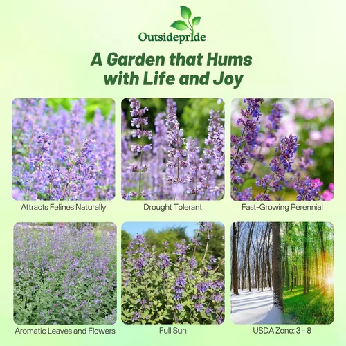 Vista 2 de Outsidepride Nepeta Cataria Semillas de hierba gatera para plantar, 1/4 lb. Semillas de hierbas perennes, aptas para polinizadores, tolerantes a
