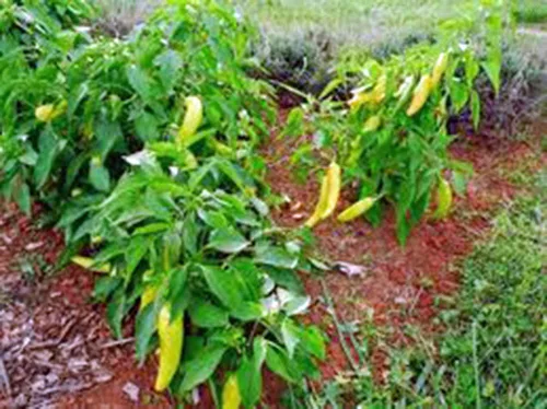 Vista 2 de Pimienta, Cera amarilla húngara, reliquia, 500 semillas, muy picante y sabroso