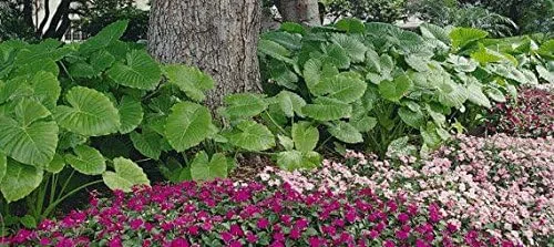 Vista 3 de 3 Oreja de Elefante -Colocasia esculenta- Dale a tu jardín un aspecto tropical