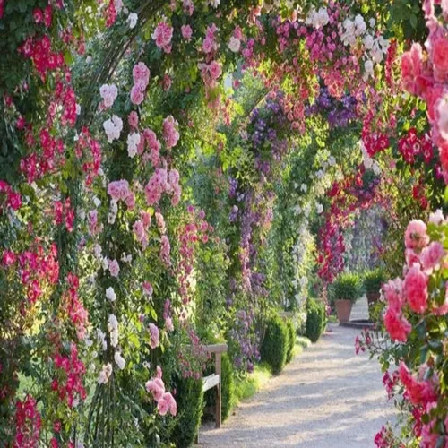 Vista 2 de Aceite aromático Rose Garden (botella de 16 onzas) para hacer velas, hacer jabón, tartas, aerosoles para habitación, lociones, ambientadores