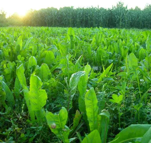 Vista 2 de BioLogic Aditivo de rendimiento para parcelas de achicoria, semillas de aditivo de cultivo de achicoria, fuente de proteína ideal para áreas secas