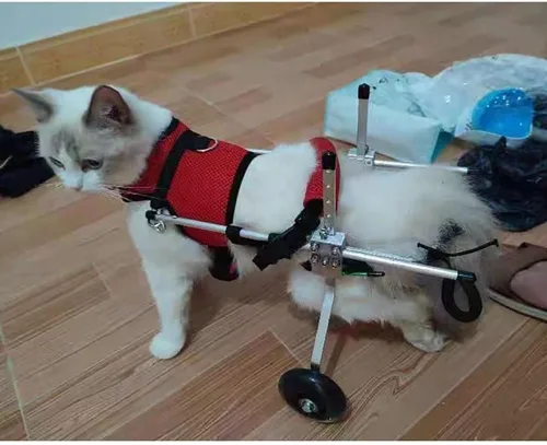Vista 4 de Silla de ruedas ajustable para gatos, silla de ruedas para mascotas totalmente personalizable para perros y gatos pequeños con correa de pecho a