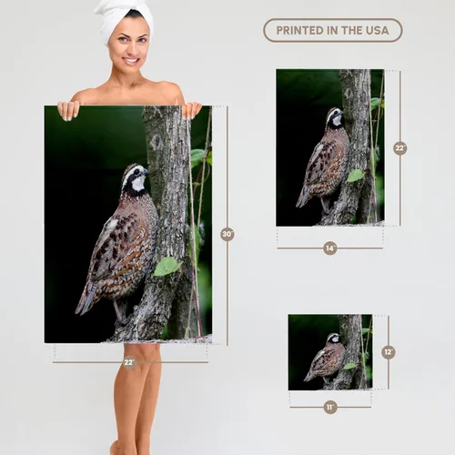 Vista 5 de 3dRose Northern Bobwhite Quail Male Calling, Marion Co. IL 11x12 Wash Cloth for Face and Body