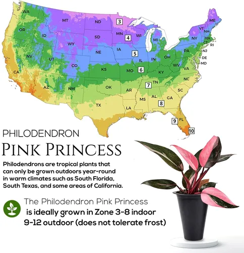 Vista 5 de Philodendron Pink Princess (paquete de 4) Plantas vivas de inicio enchufe, plantas de interior variegadas, plantas tropicales de fácil cuidado