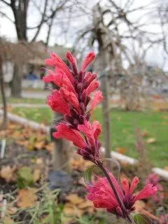 Vista 7 de 30 semillas de flores AGASTACHE Mix Agastache Aurantiaca