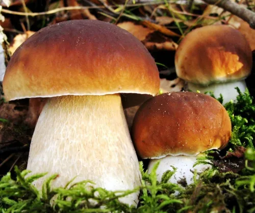 Vista 4 de Sporas Porcini Setas Semillas de micelio sin OMG
